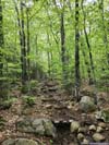Trail