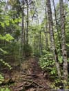 Trail