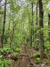 Trail