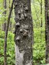 Bumps on Tree