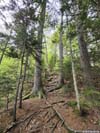 Trail