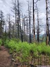 Trail through Brunt Forest
