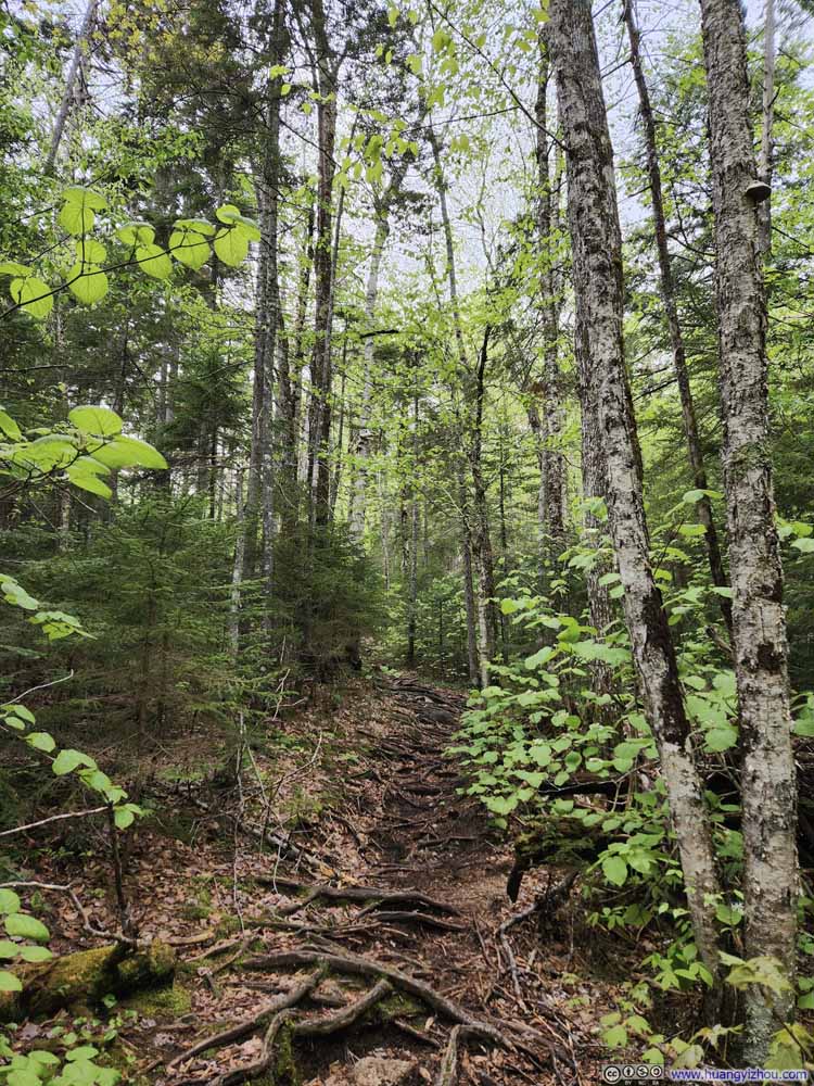 Trail