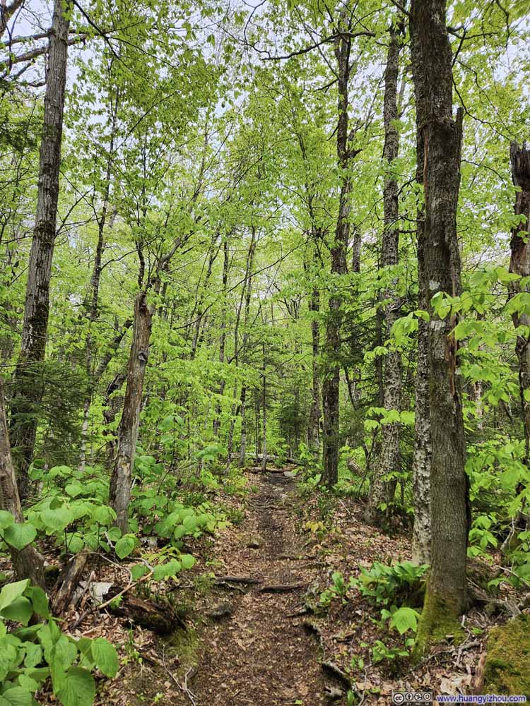 Trail