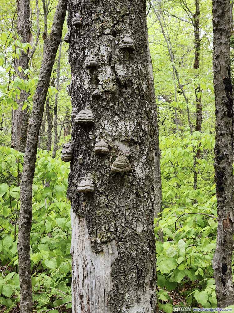 Bumps on Tree