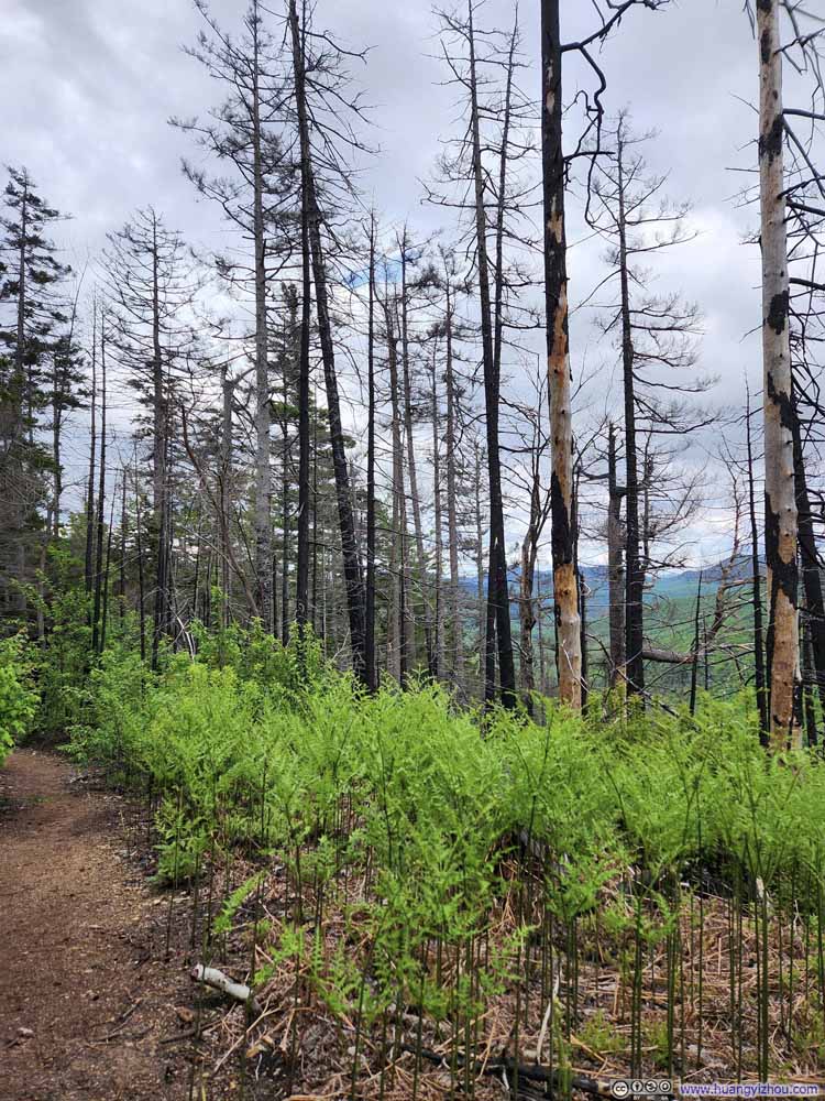 Trail through Brunt Forest