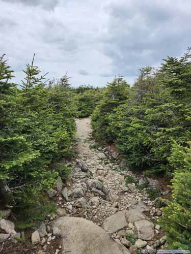 Trail