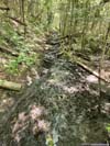 Muddy Trail