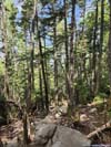 Trail