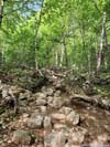 Trail