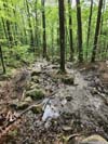Muddy Trail