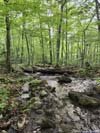 Muddy Trail