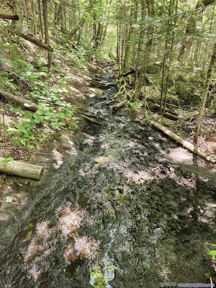 Muddy Trail