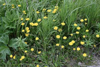 Flowers along Trail