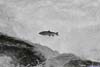 Salmon Jumping a Fall
