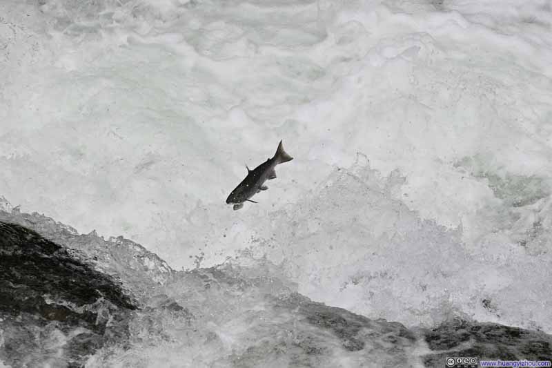 Salmon Jumping a Fall