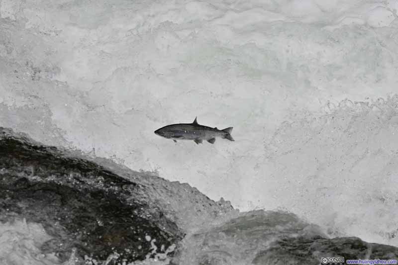 Salmon Jumping a Fall