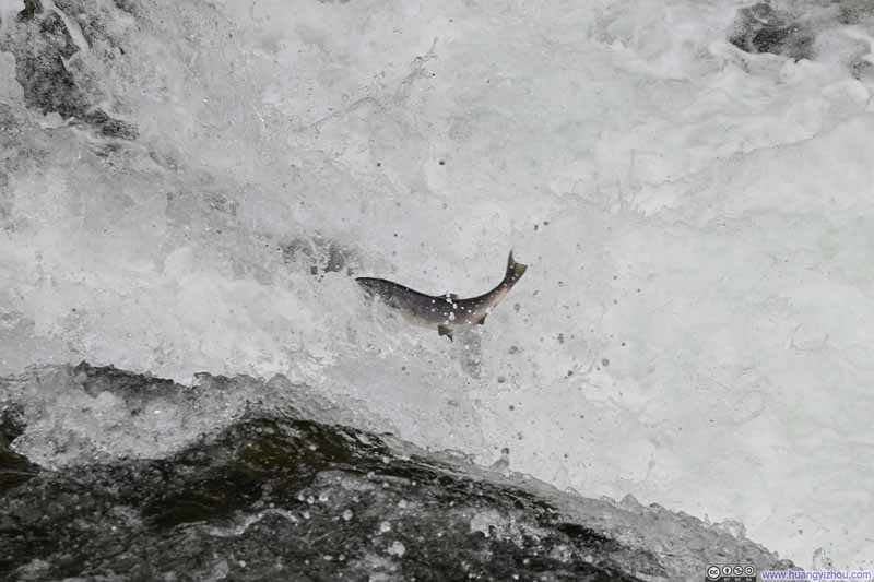 Salmon Jumping a Fall