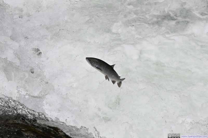 Salmon Jumping a Fall