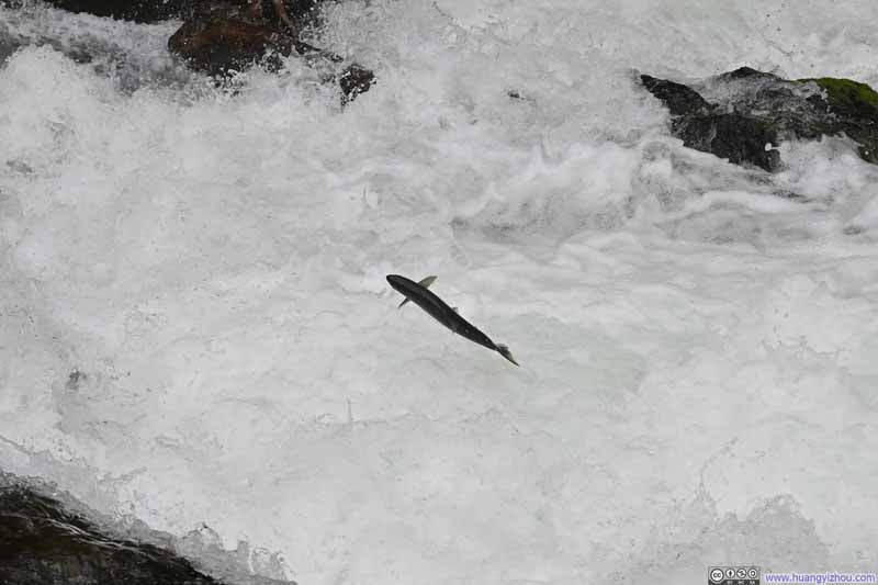Salmon Jumping a Fall