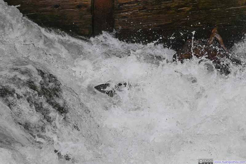 Salmon Jumping a Fall
