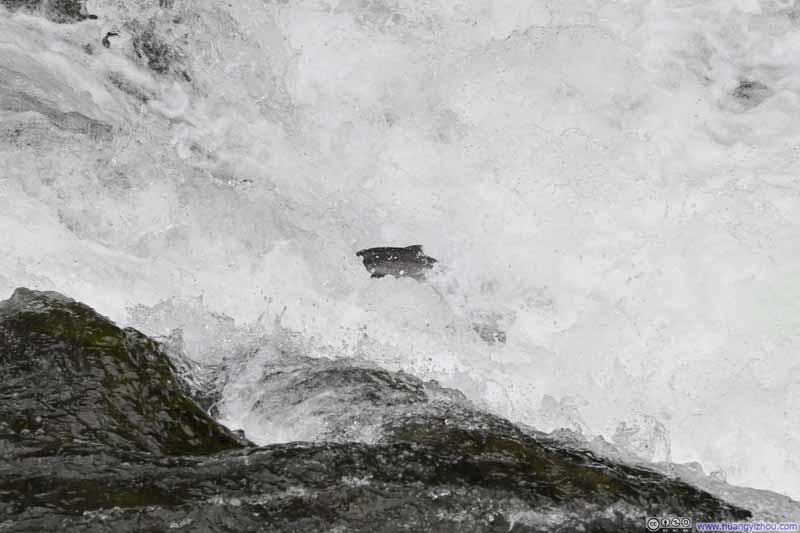 Salmon Jumping a Fall