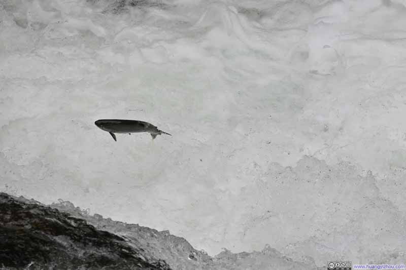Salmon Jumping a Fall
