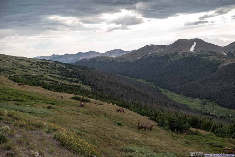 Deer Grazing in Rocky Mountain National Park