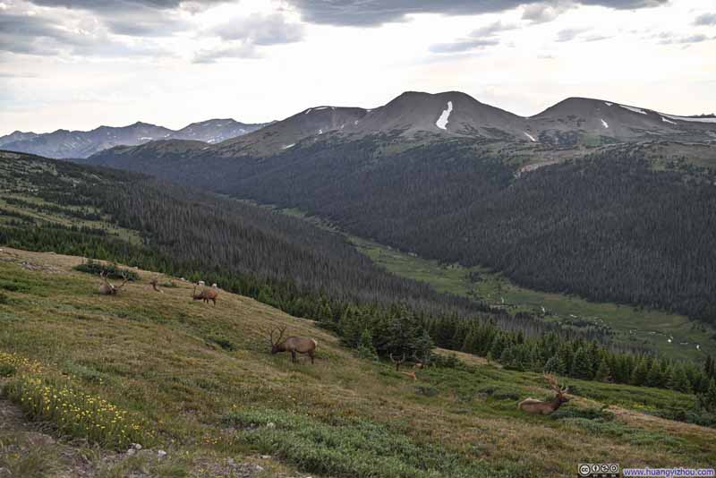 Deer Grazing in Rocky Mountain National Park