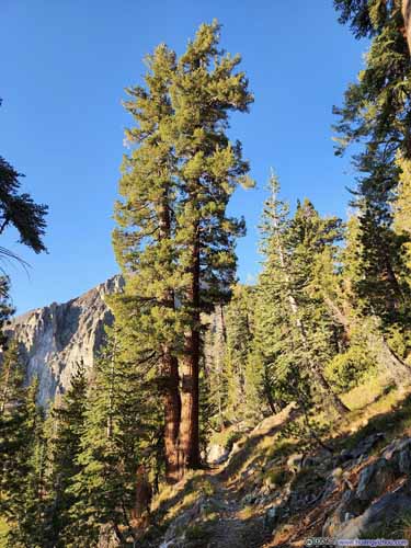 Binary Tree along Trail