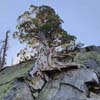 Tree Grown on Rocks