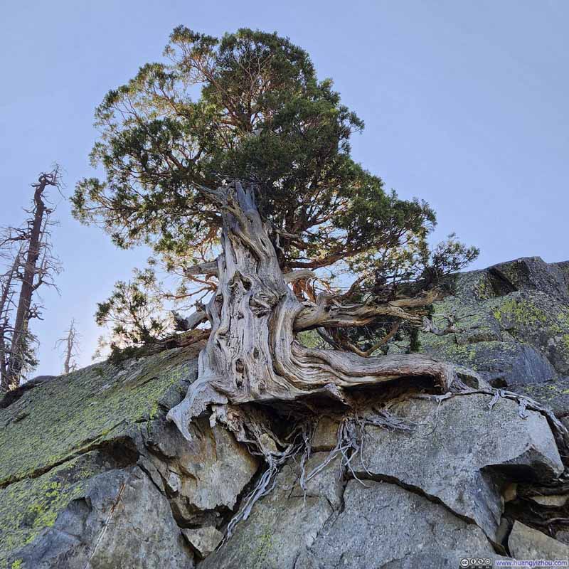 Tree Grown on Rocks