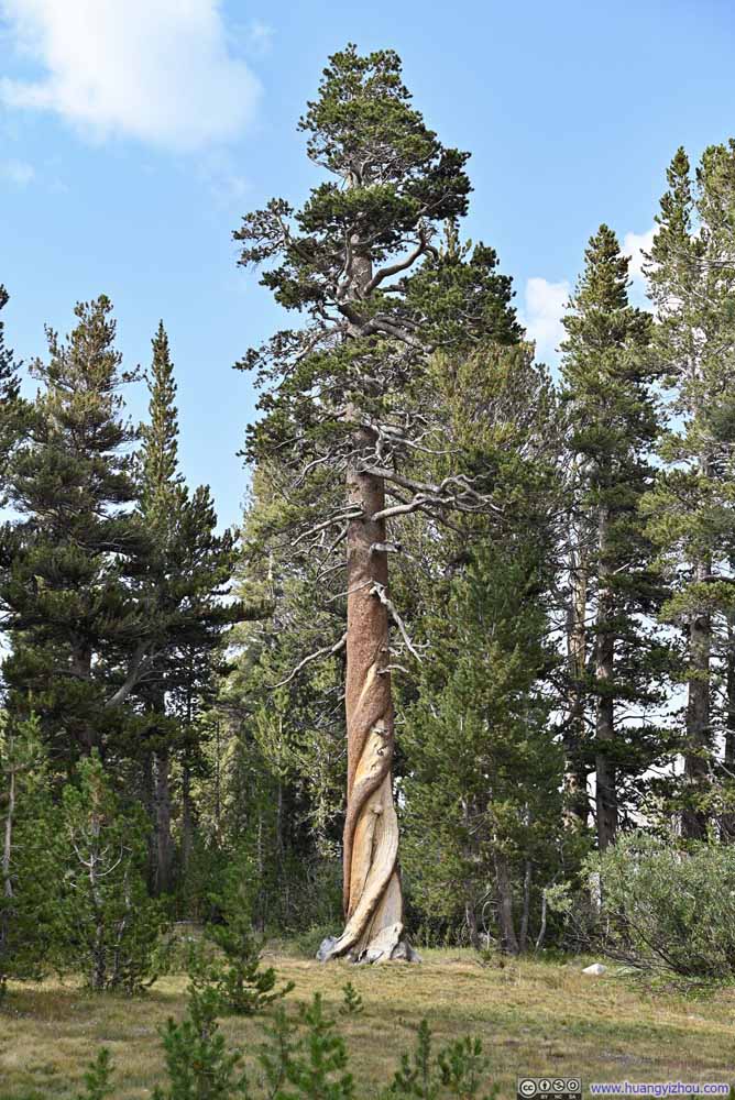 Tree with Twisted Trunk