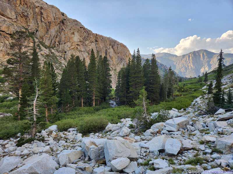 Trees along Horse Creek