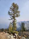 Lone Pine Tree