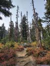 Trees along Trail