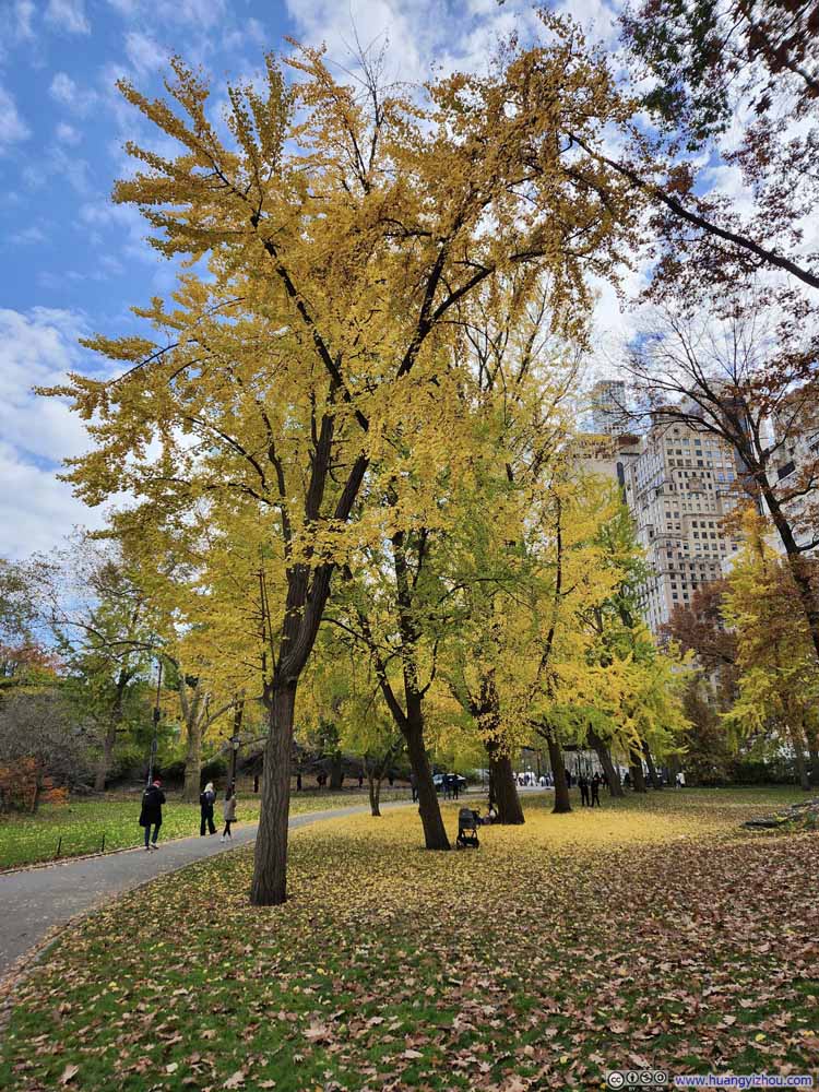 Foliage in Central Park