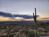 Saguaros along Trail against Sunset Glow