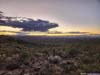Saguaros along Trail