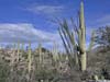 Saguaros
