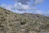 Field of Saguaros
