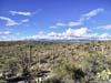 Field of Saguaros
