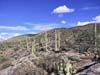 Field of Saguaros