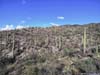 Field of Saguaros