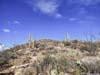 Saguaros along Trail