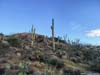 Saguaros along Trail