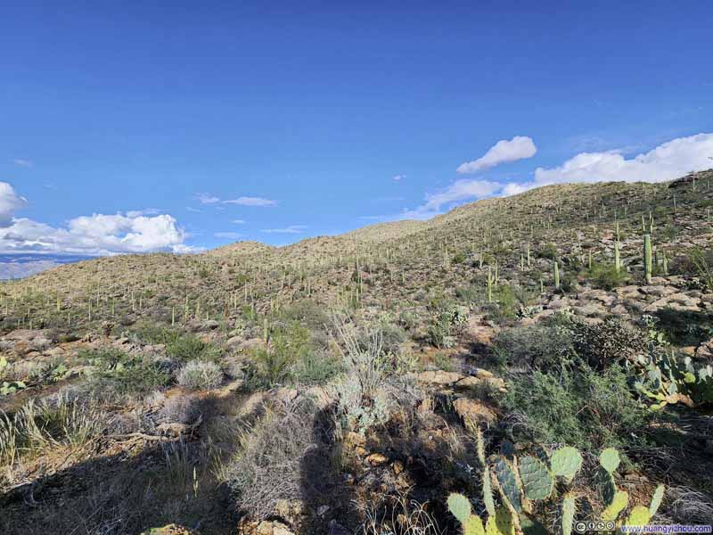 Field of Saguaros