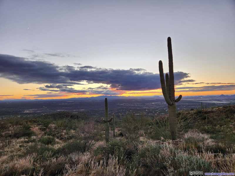 Saguaros along Trail against Sunset Glow