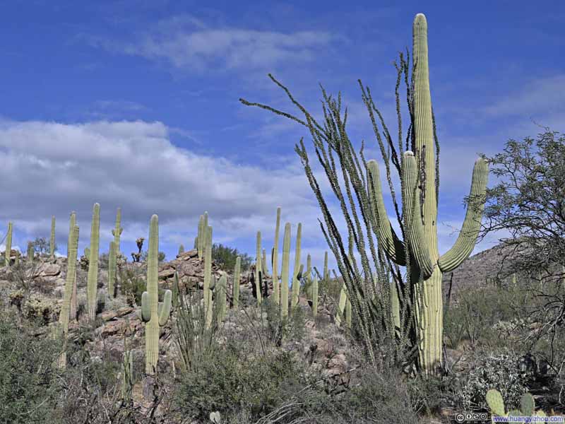 Saguaros