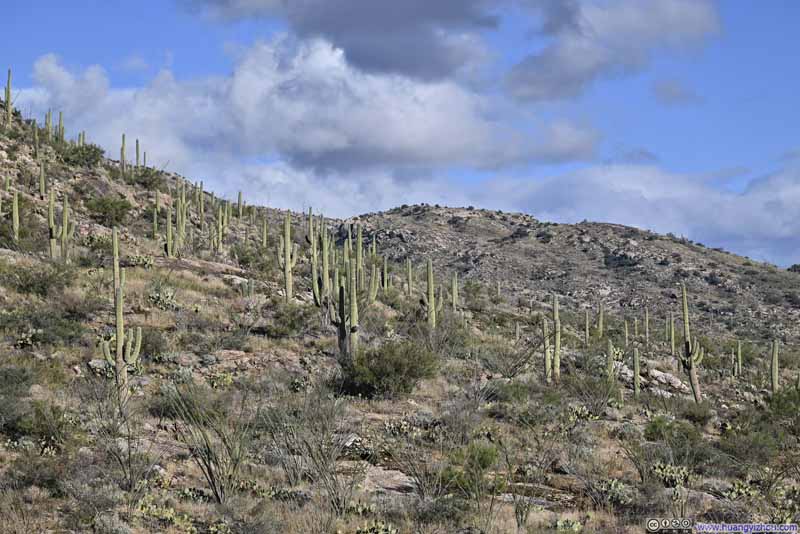 Field of Saguaros
